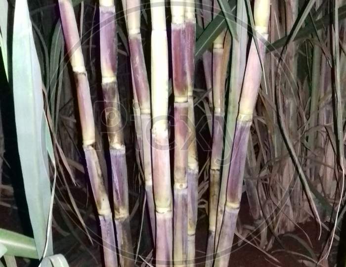 Farming  of sugarcane