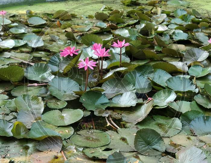 Lotus flower pond