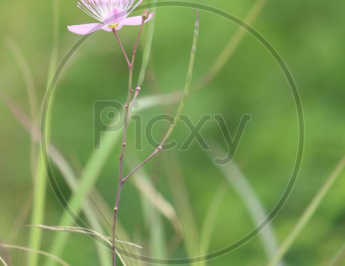 Flower's photo