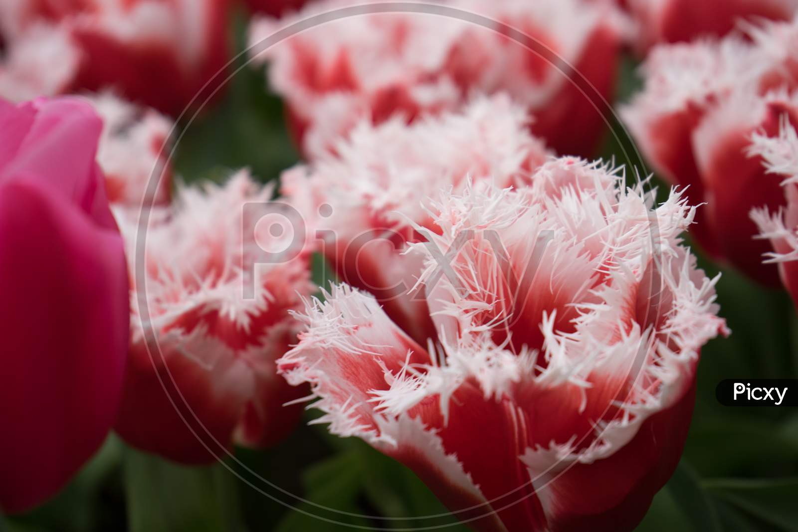 Red And White Color Tulip Flowers In A Garden In Lisse, Netherlands, Europe