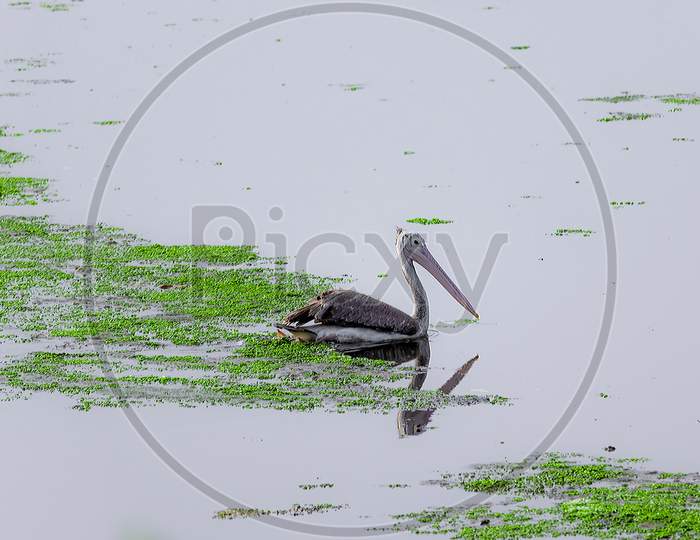 Indian Brown Pelican Bird Floats In The Water