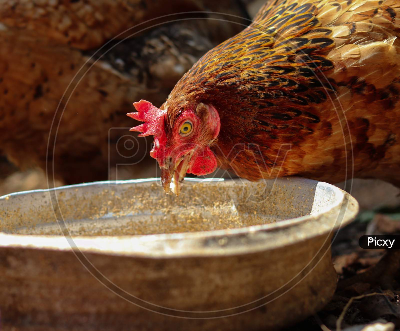 Brown chicken feeding. Domesticated hen in rural area