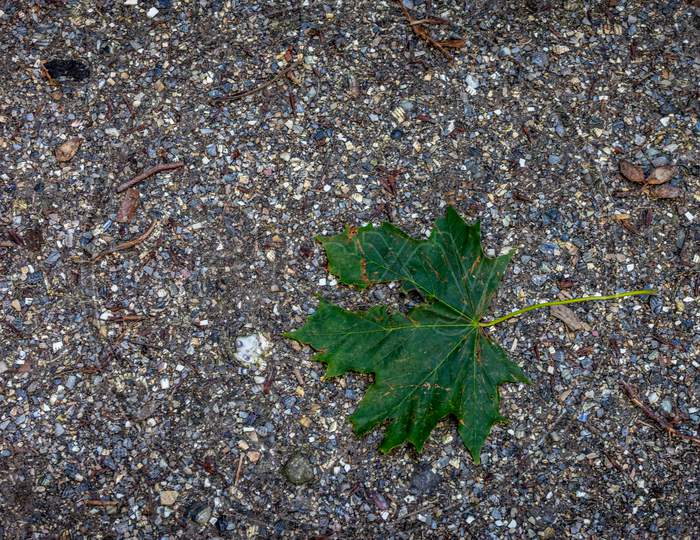 Maple Leaf On The Ground In Haagse Bos, Forest In The Hague