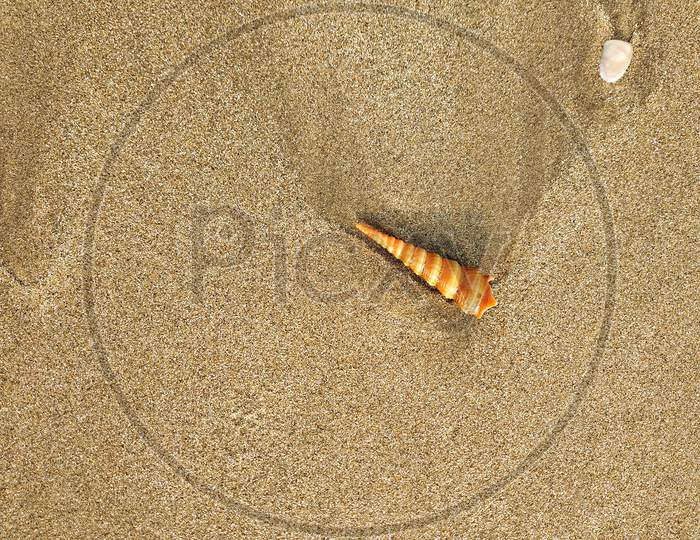 Sea shell in the sand wallpaper