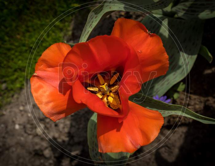 Netherlands,Lisse, A Red Flower With Green Leaves