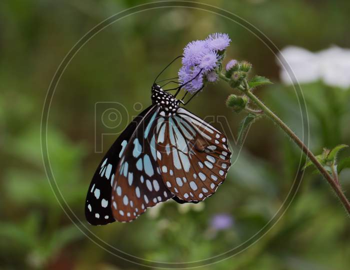 Butterfly (dark blue tiger)