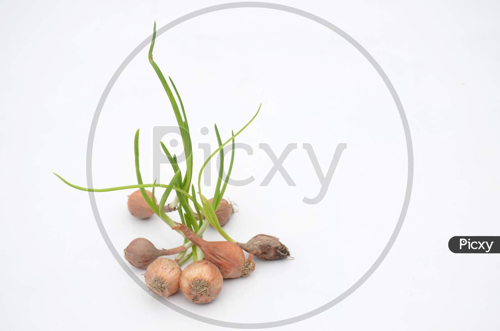 The Bunch Red Green Onion Soil Heap Isolated On White Background.