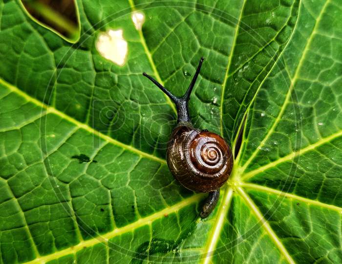 Snail close-up photography
