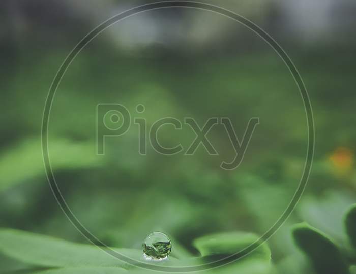 Water Drop on Leaf, Macro photo