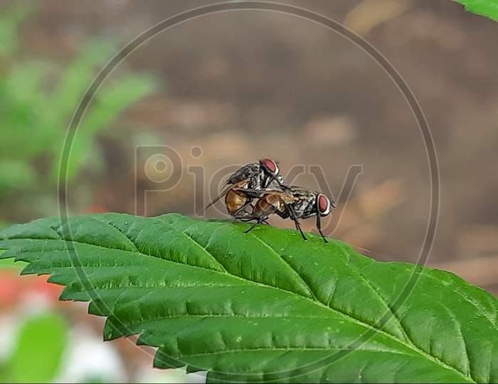 House fly or Musca domestica