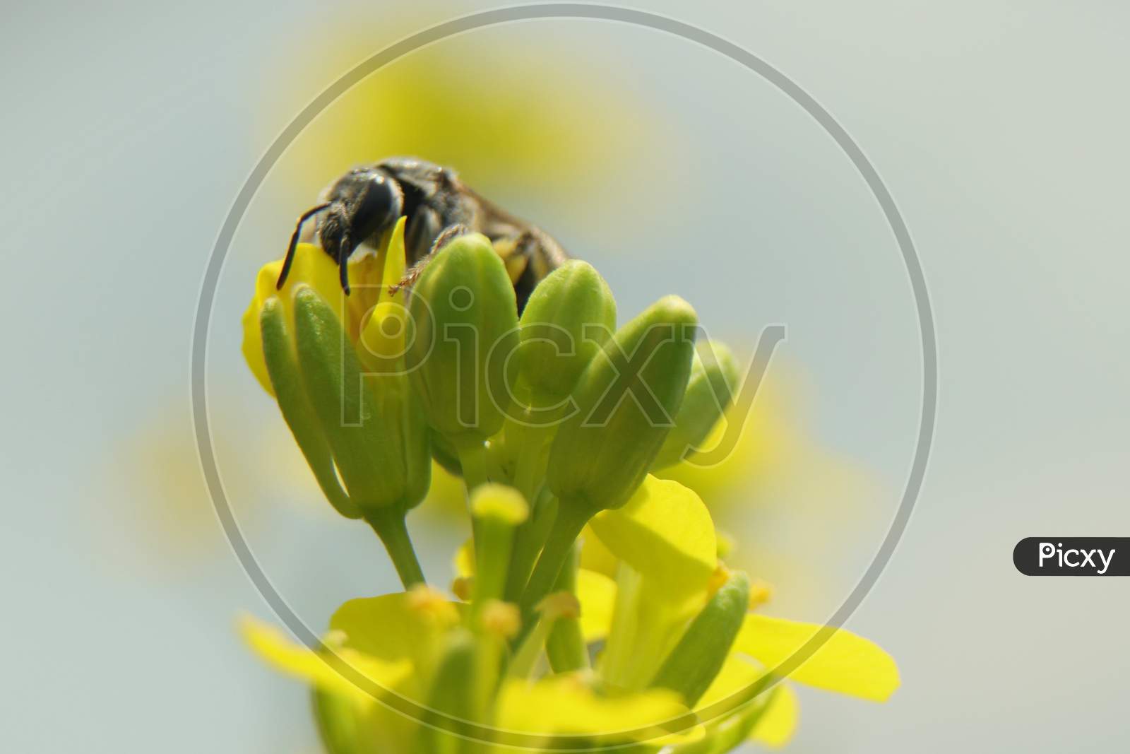 Honey bee on search of food ( nectar)