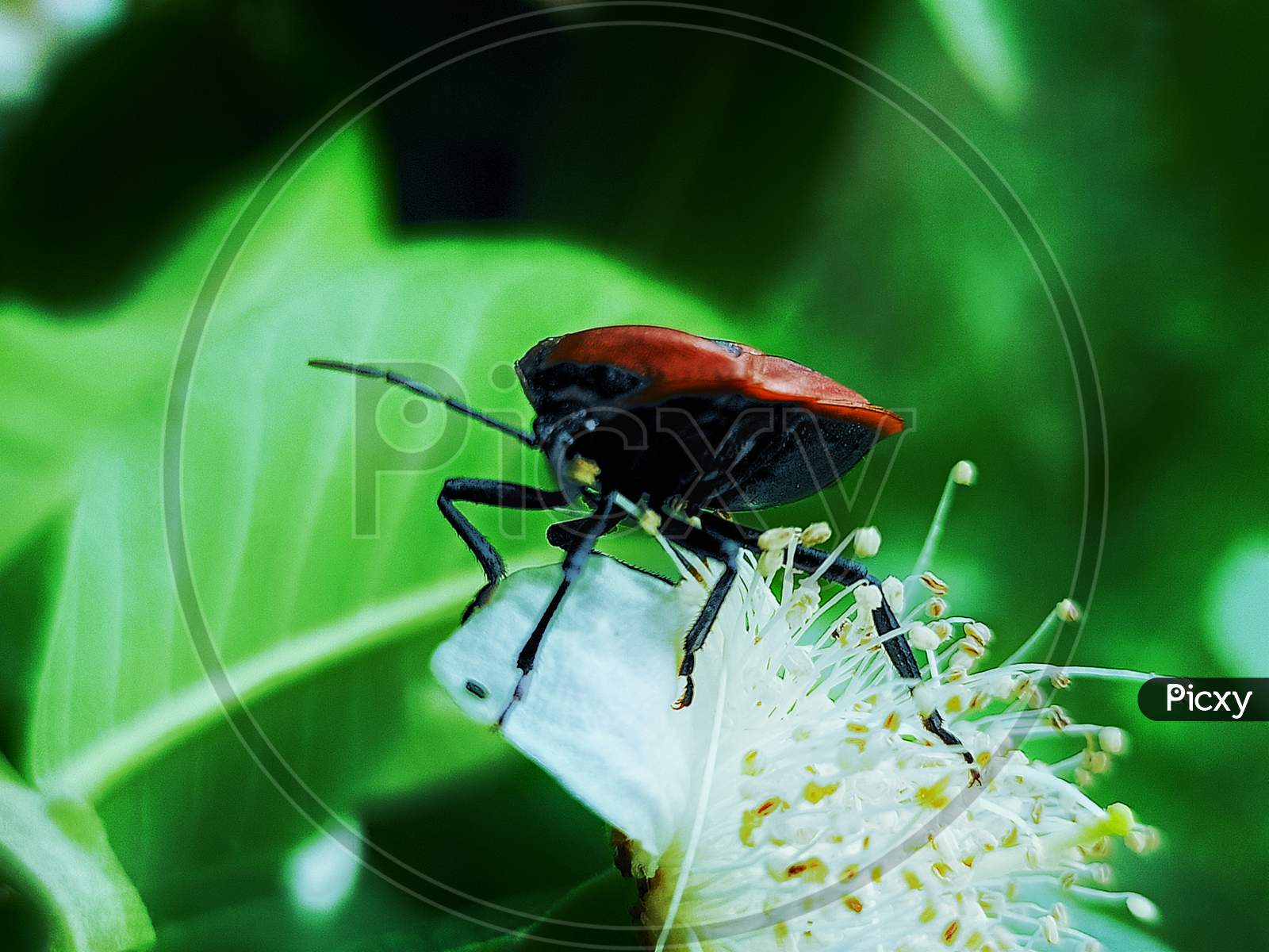 Bug macro photography