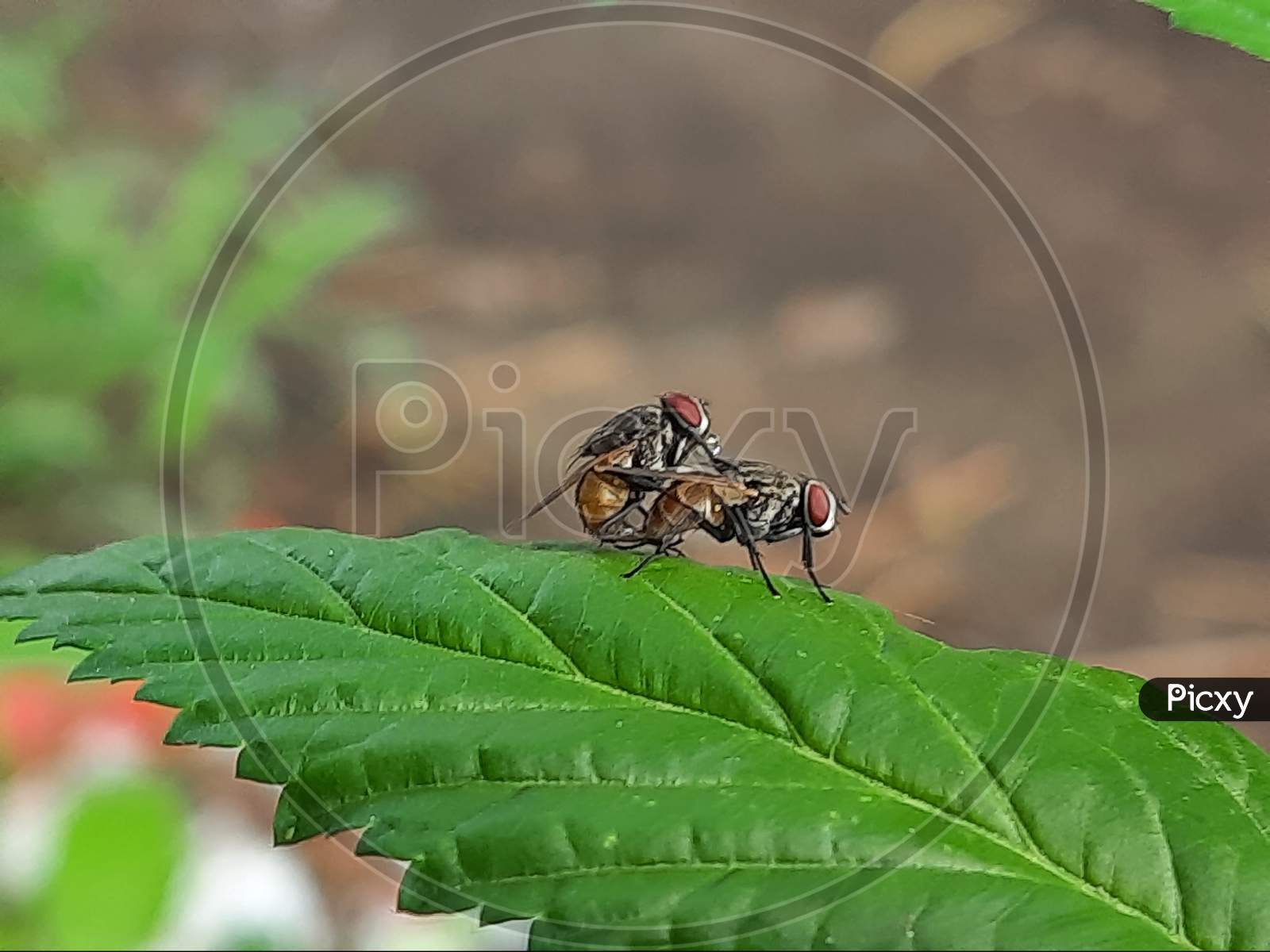 House fly or Musca domestica
