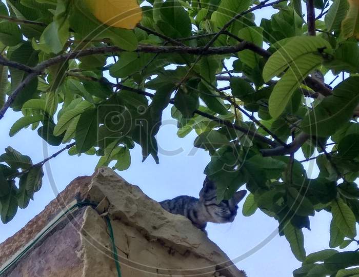 Tree or cat at the top  of historical place