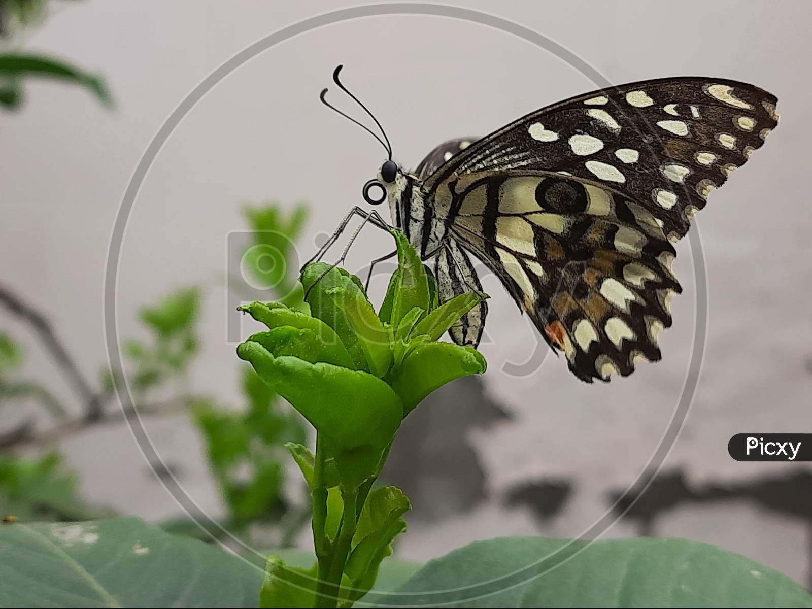 Lime swallowtail butterfly