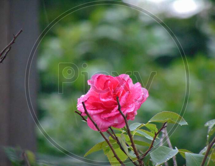 Rose flower during rain