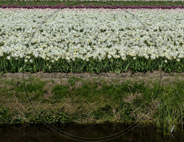 Lisse, Netherlands - 5 May 2018: A Tulip Field In Holland Near A Pond