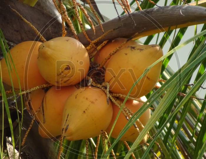 Coconut on tree from the ground