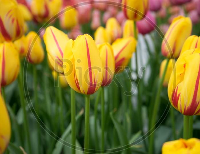 Yellow Tulip Flowers In A Garden In Lisse, Netherlands, Europe