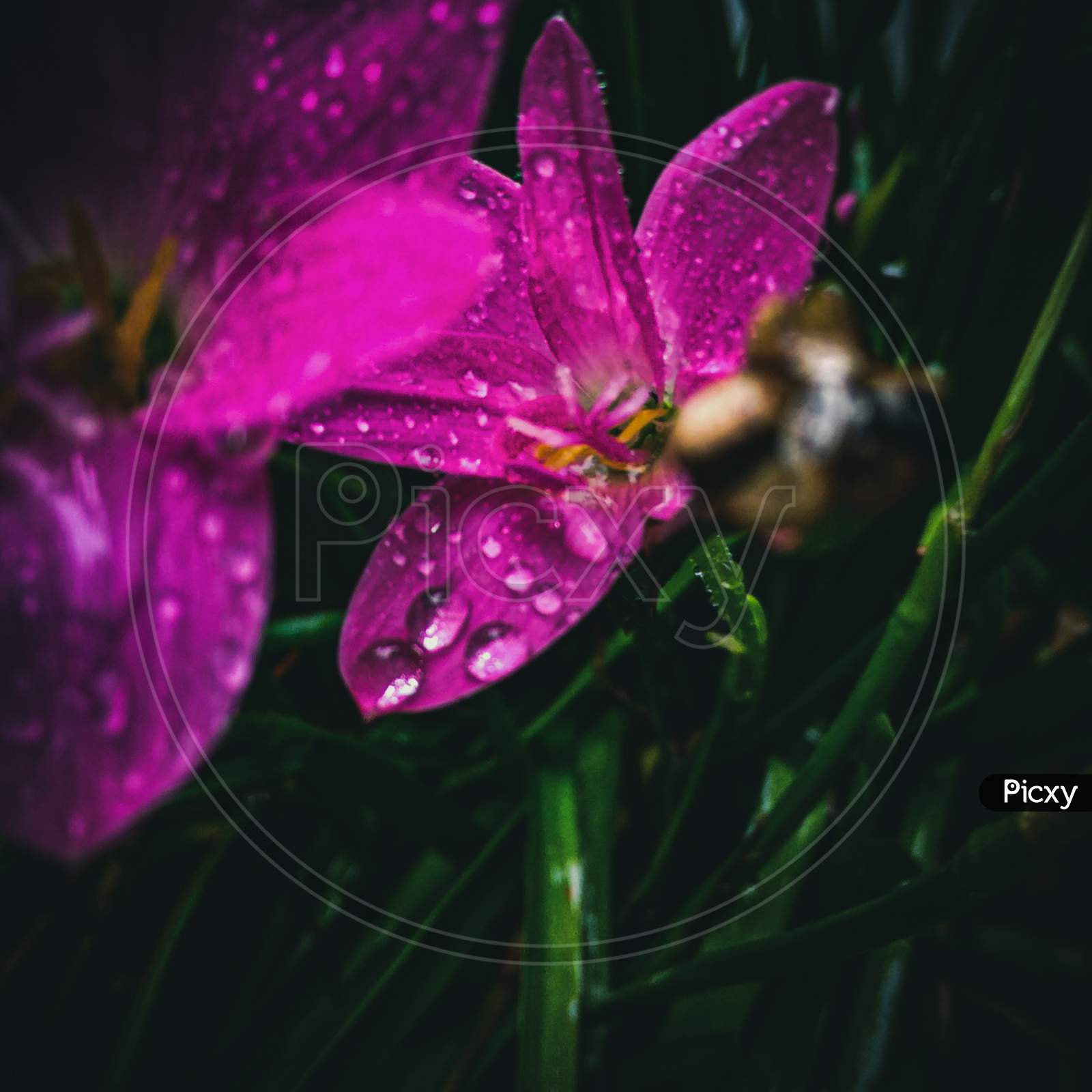 Flower,macro photography