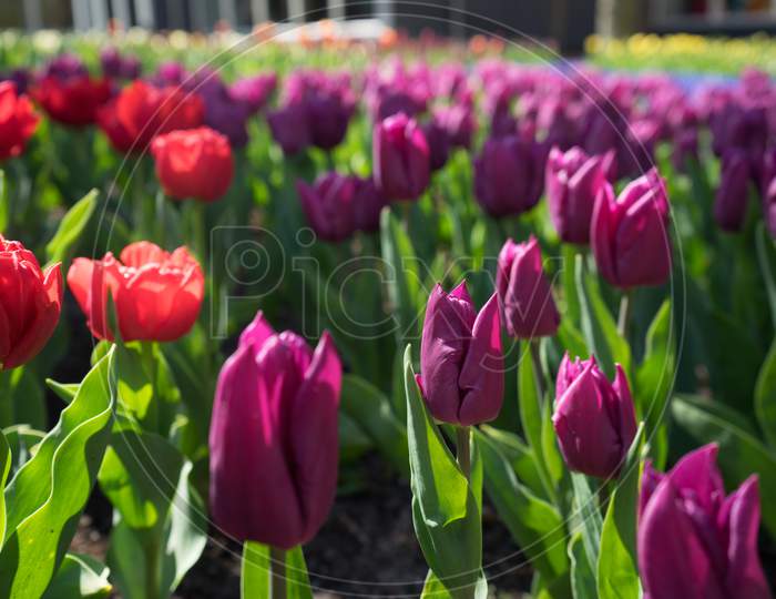 Image of Maroon Colored Tulips With Red Flowers In A Garden In Lisse