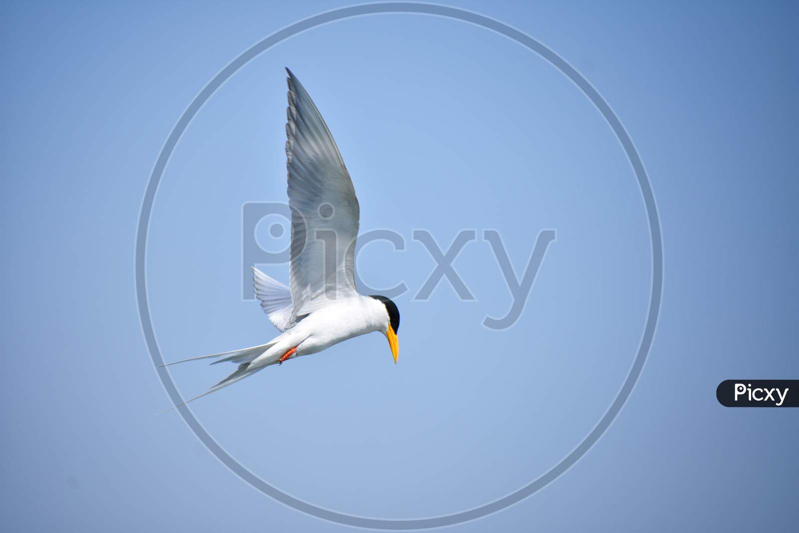 River tern bird flying in sky looking down