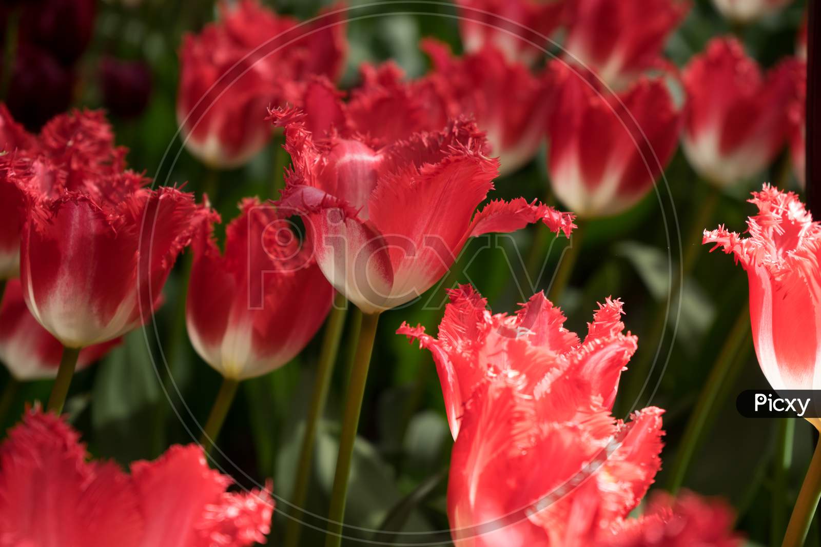 Red Color Tulip Flowers In A Garden In Lisse, Netherlands, Europe