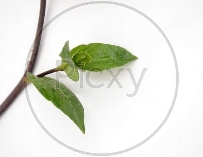 The Beautiful Leaf And Branch Isolated On White Background.