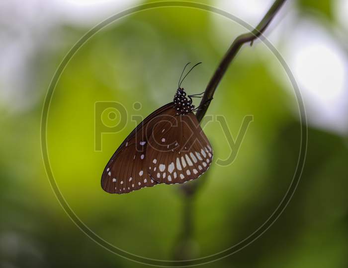butterfly (Euploea core)