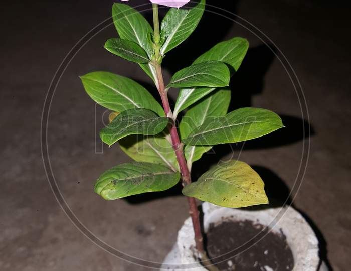 rose periwinkle,Catharanthus roseus, commonly known as bright eyes, Cape periwinkle, graveyard plant, Madagascar periwinkle, old maid, pink periwinkle, rose periwinkle