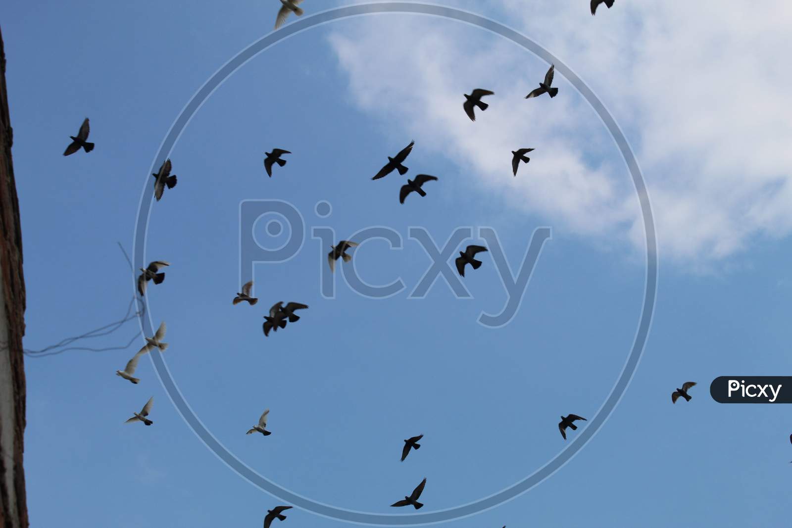 Birds in the sky.