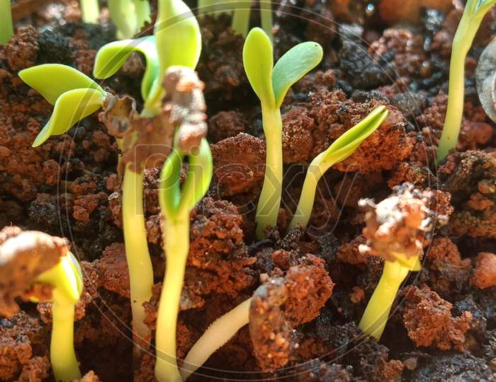 Seeds germinating into plantlet on a bright sunny day.