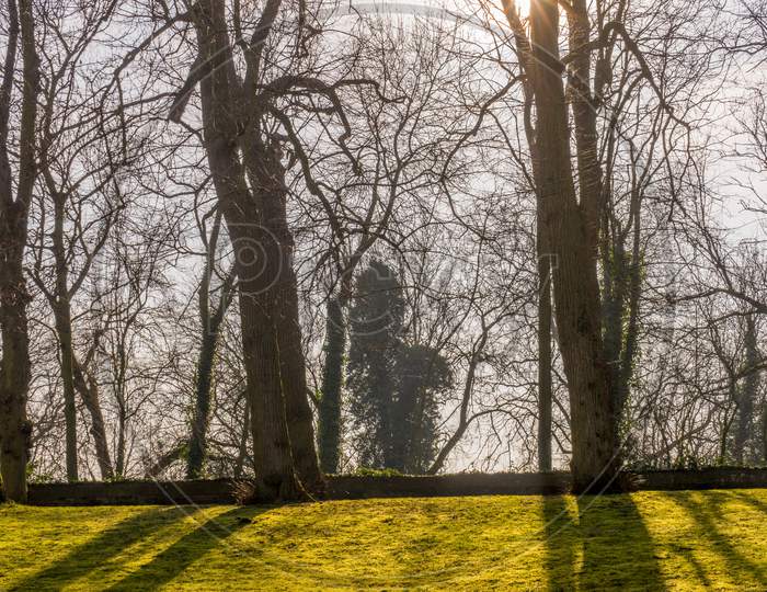 Belgium, Bruges, Bareen Tree Against Sunlight