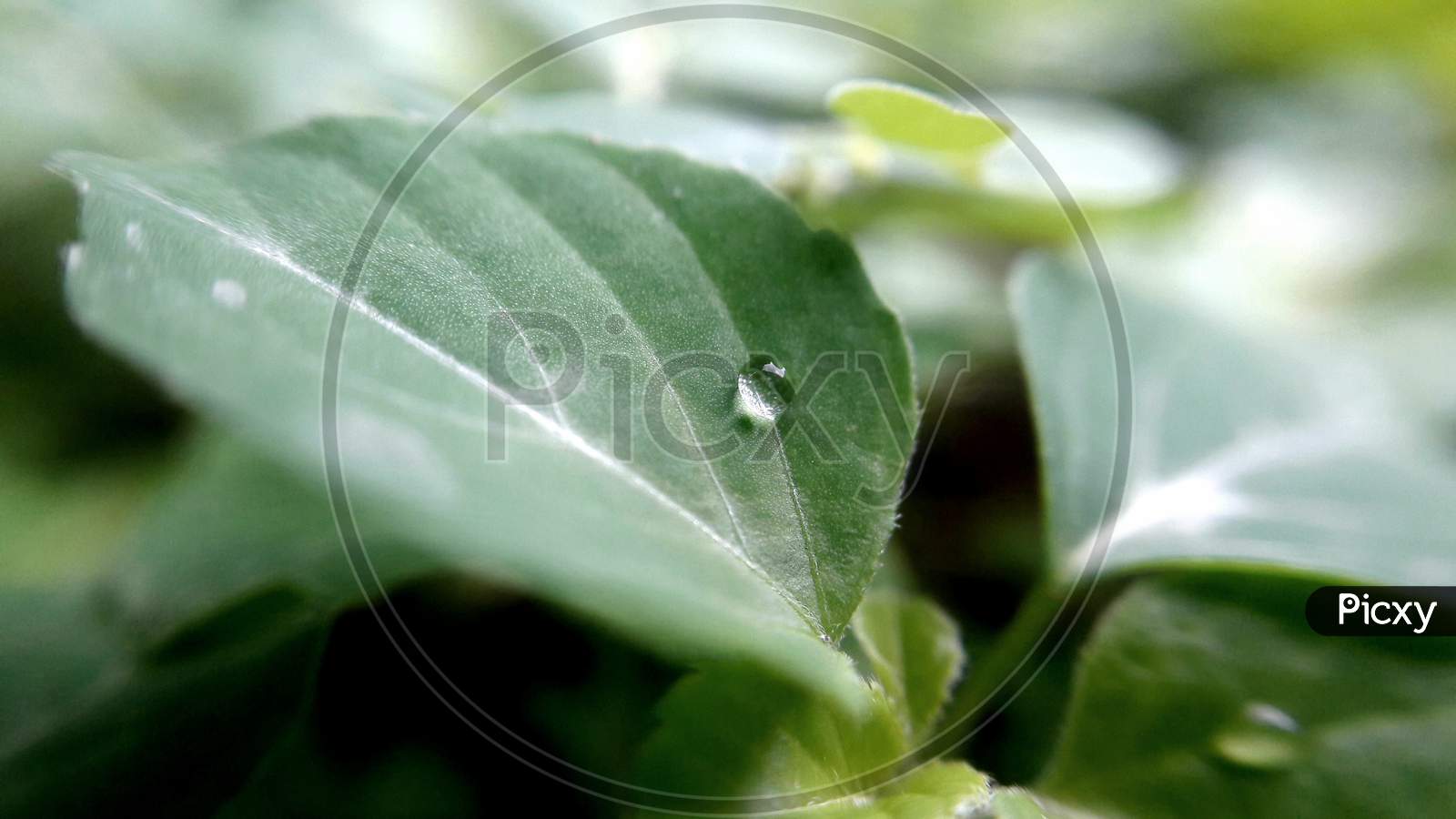 Rain Water Drops On Leaf macro