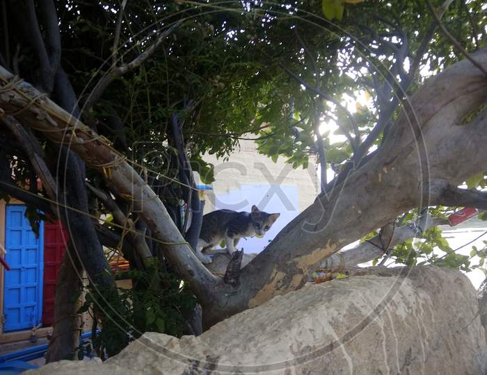 Cat at top of tree