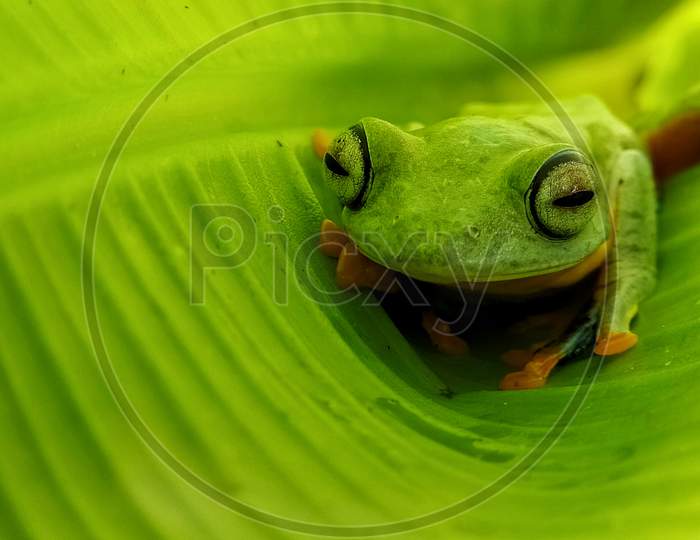 Wallace flying frog