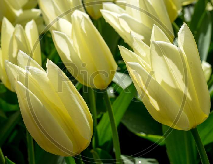 The White Tulip In Lisse, Keukenhoff, Netherlands, Europe