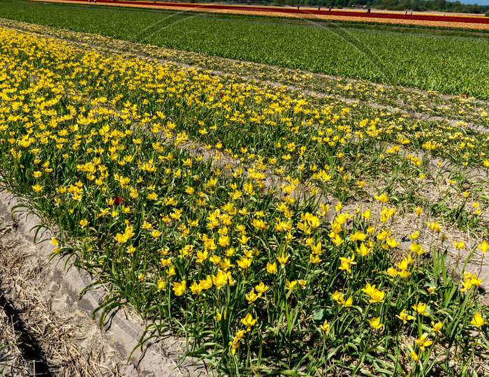 Netherlands,Lisse, Yellow Flowers On Field