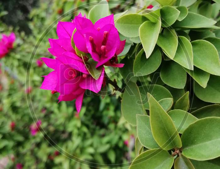 Beautiful pink flowers with leaf