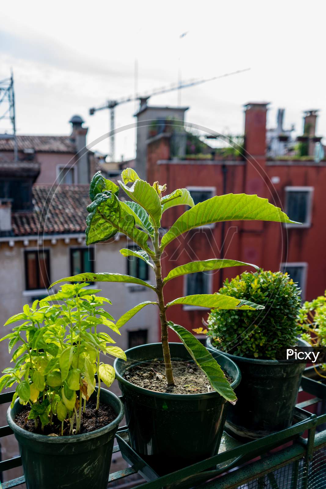 Italy, Venice, A Green Plant In A Pot