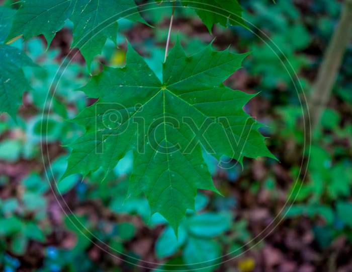A Maple Leaf In Haagse Bos, Forest In The Hague
