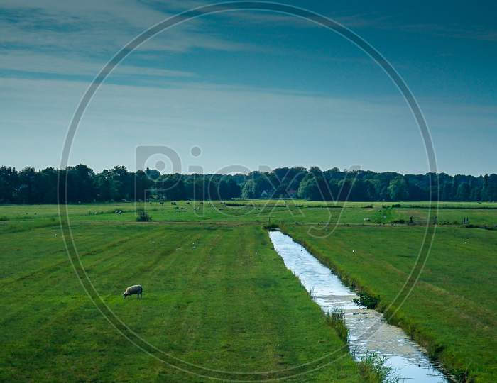 Netherlands, South Holland, A Herd Of Sheep Grazing On A Lush Green Field