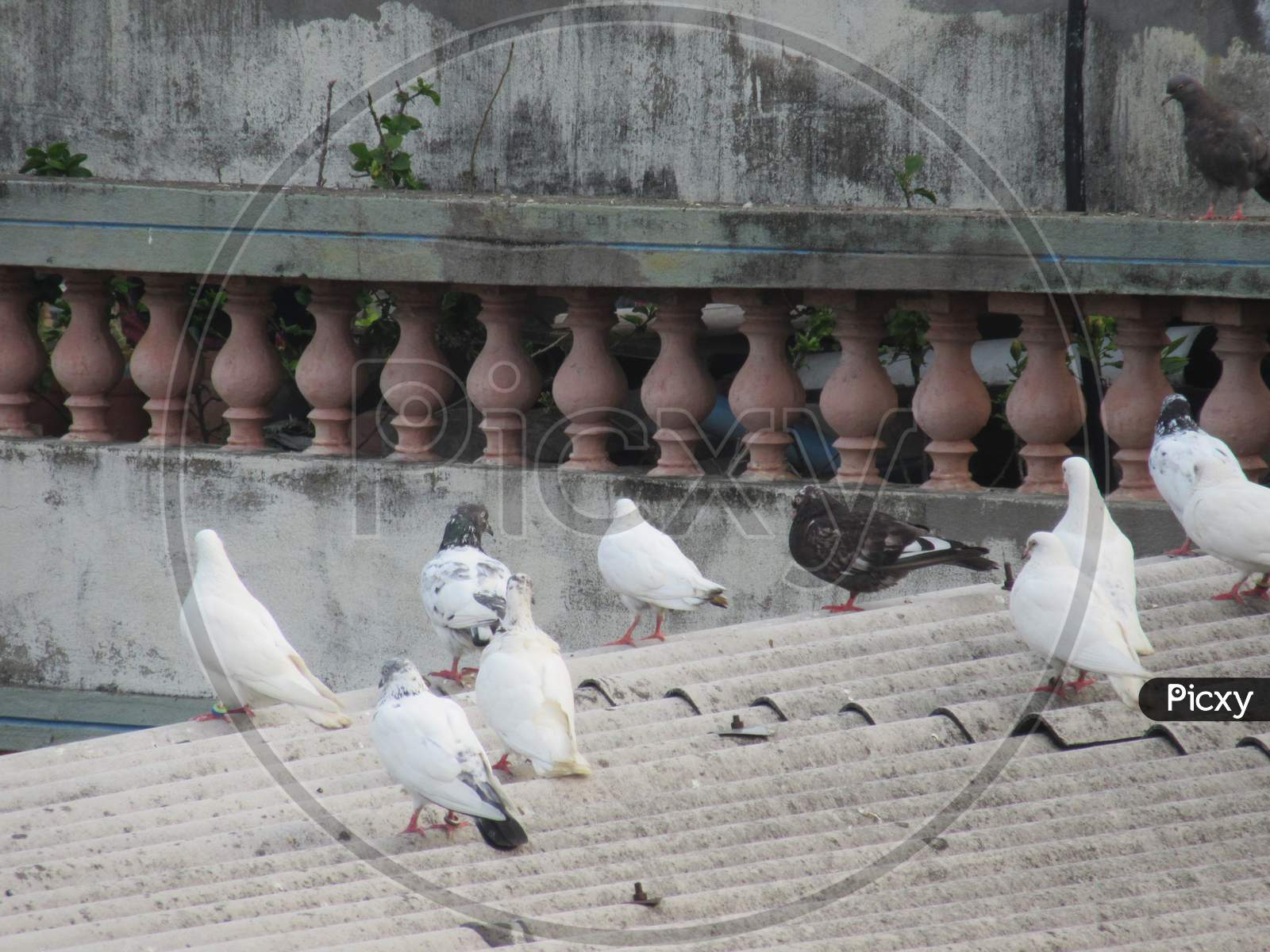 Pigeons are eating on the rooftop