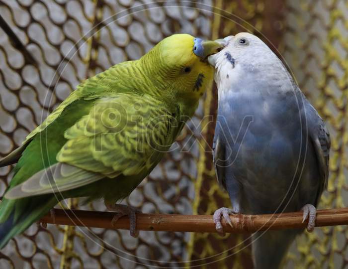 kissing lovebirds
