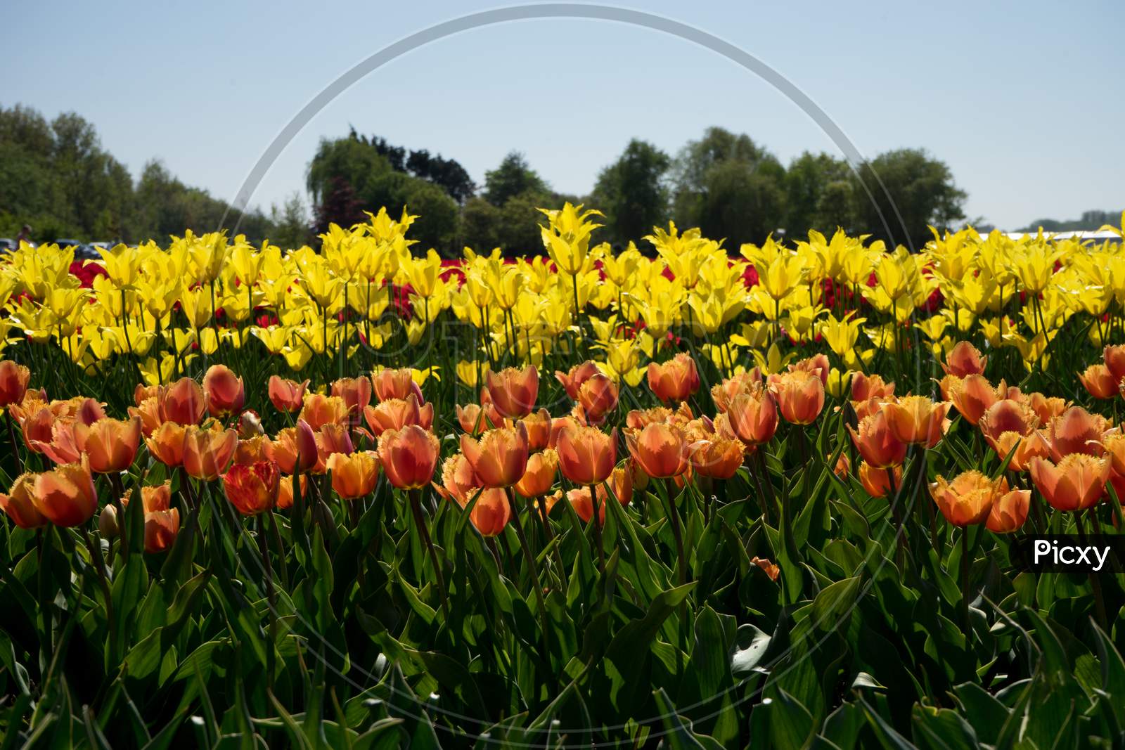 Netherlands,Lisse, A Yellow Flower In A Field