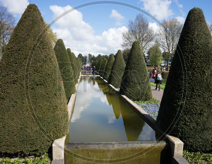 Cone Tree And A Water Pond In A Garden In Lisse, Netherlands, Europe