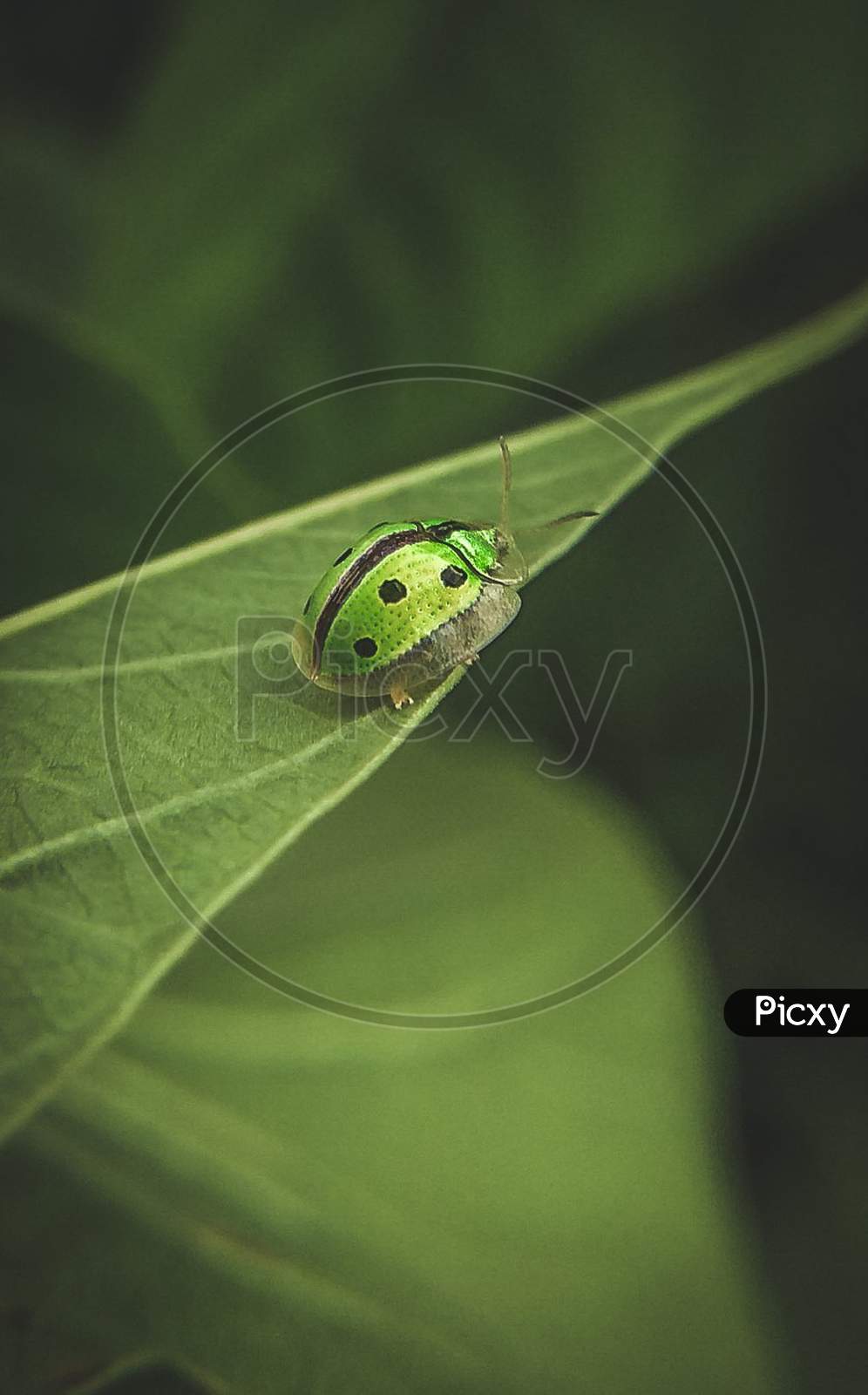 Insect, Green bug,beetle