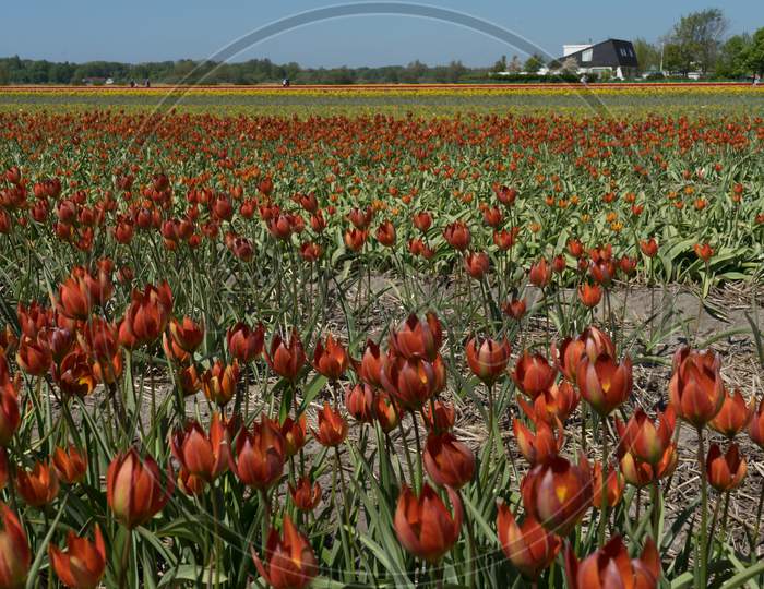 Lisse, Netherlands - 5 May 2018: Tourists Visiting A Tulip Farm