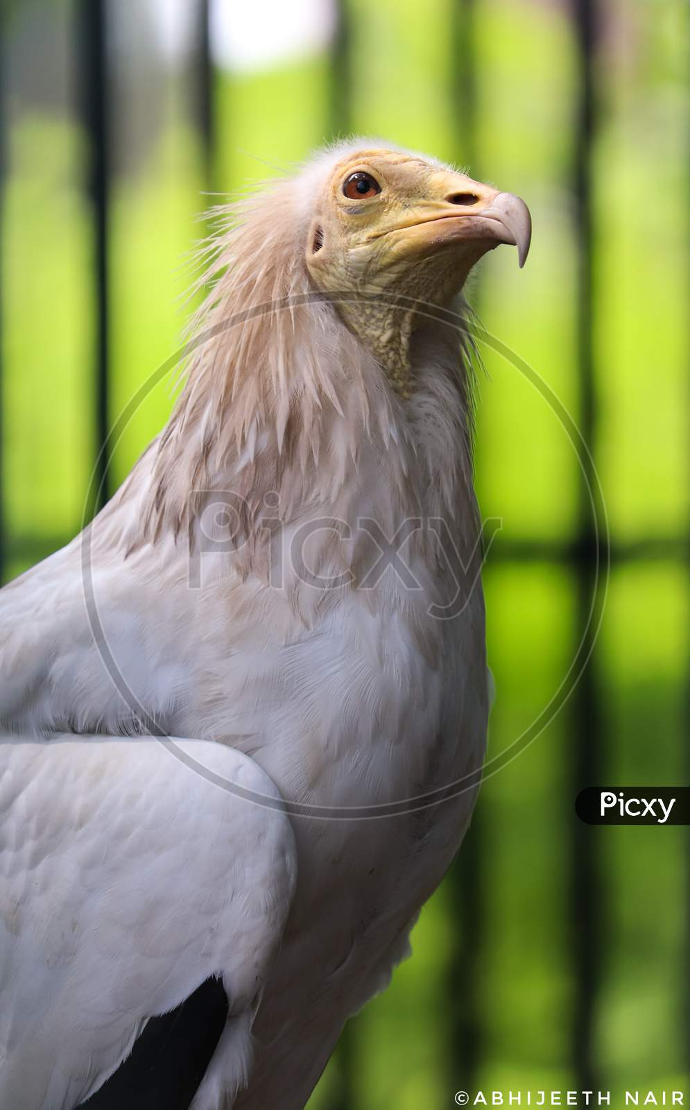 Egyptian vulture (White scavenger vulture) or (Neophron percnopterus)