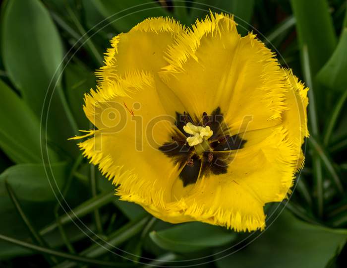 Netherlands,Lisse, Close-Up Of Yellow Flowering Plant